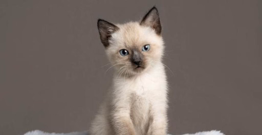 ¿Cuántos años duran los siameses?