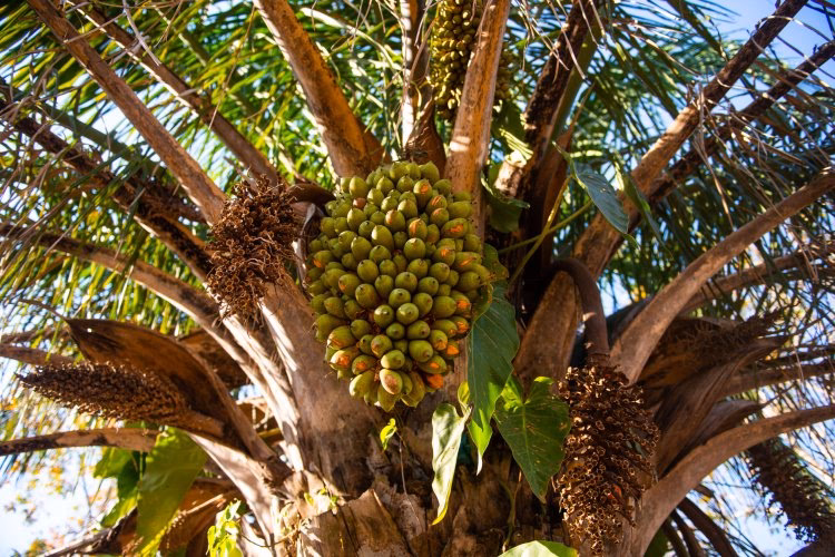 ¿Cuáles son los beneficios del aceite de motacu para el cabello?