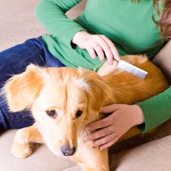 ¿Cómo tranquilizar a mi perro para cortarle el pelo?