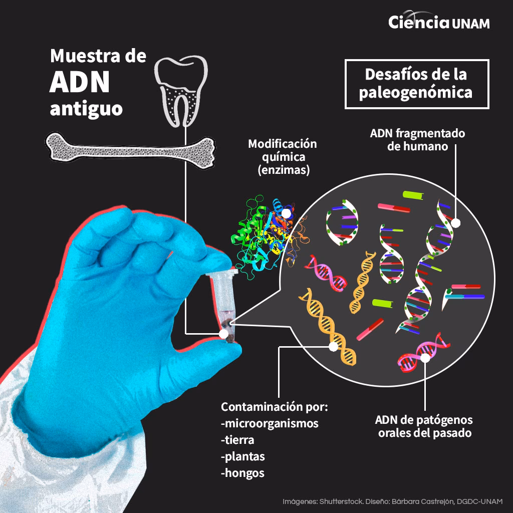 ¿Cuántos años dura el ADN en los huesos?