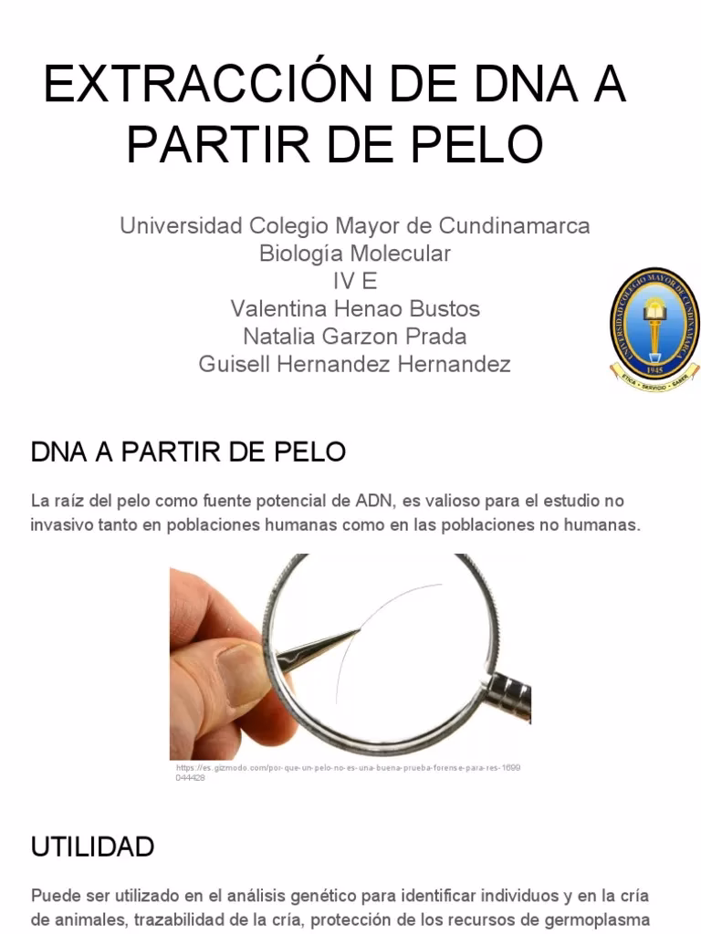 ¿Cuánto dura el ADN en el pelo?