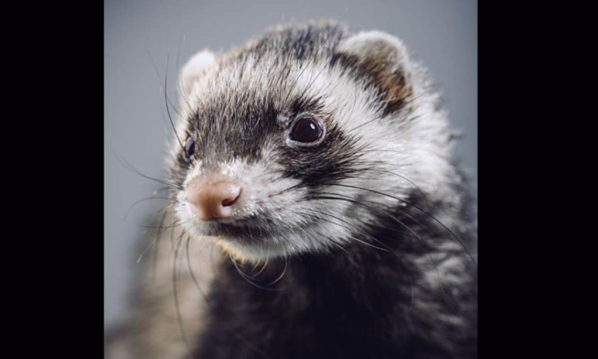 ¿Cómo saber si mi hurón está deprimido?