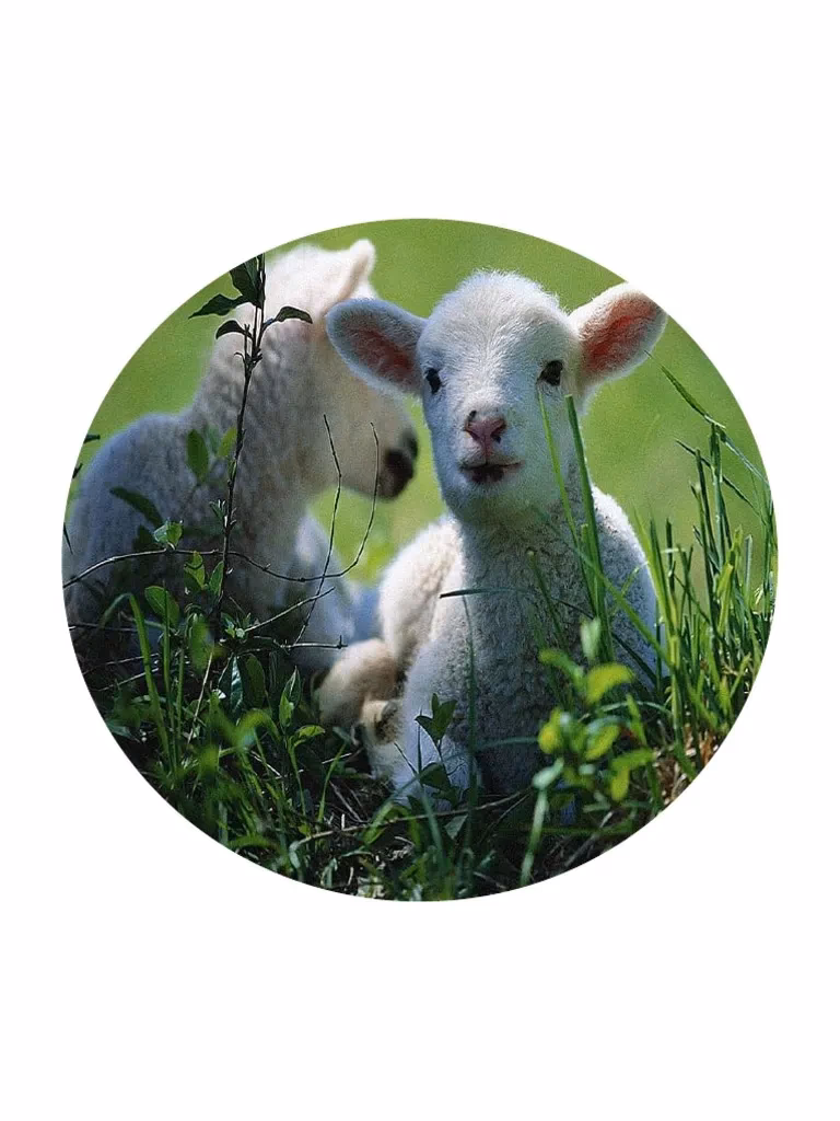 ¿Qué se utiliza de la oveja?