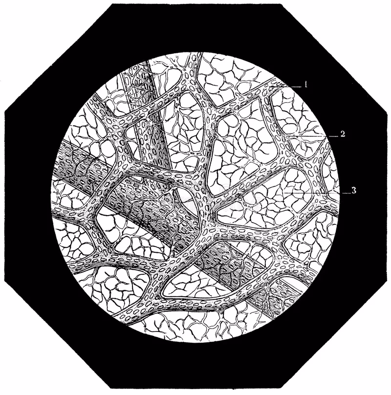 ¿Cómo saber si los alvéolos están sanos?