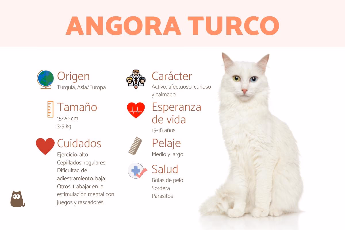 ¿Los gatos angoras turcos pierden mucho pelo?