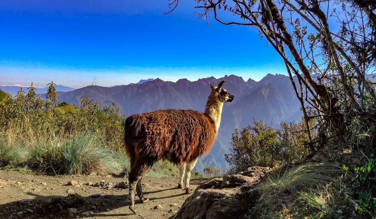 ¿Cómo se llama el animal que se parece a la llama?