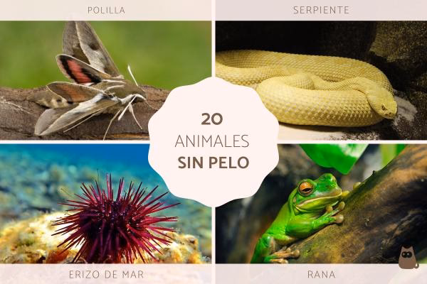 ¿Qué animales tienen pelo pero no podemos verlo?