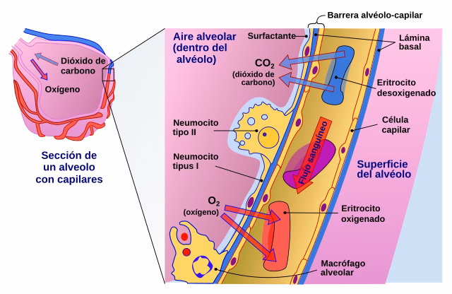 ¿Qué pasa si aumenta la permeabilidad de la membrana?
