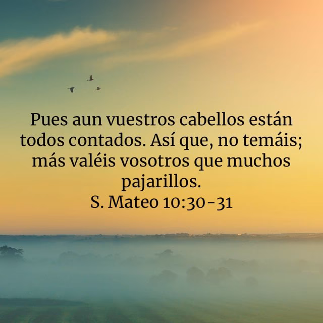 ¿Dónde dice la Biblia que todos nuestros cabellos están contados?