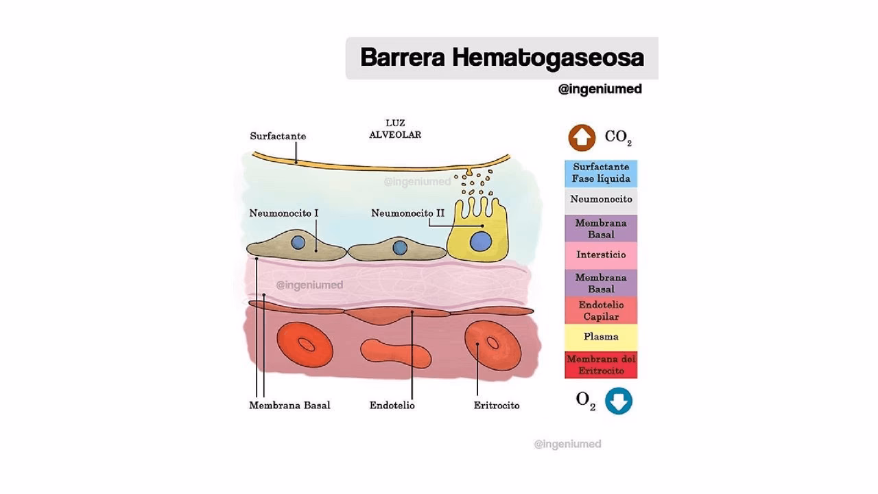 ¿Qué son las barreras capilares?