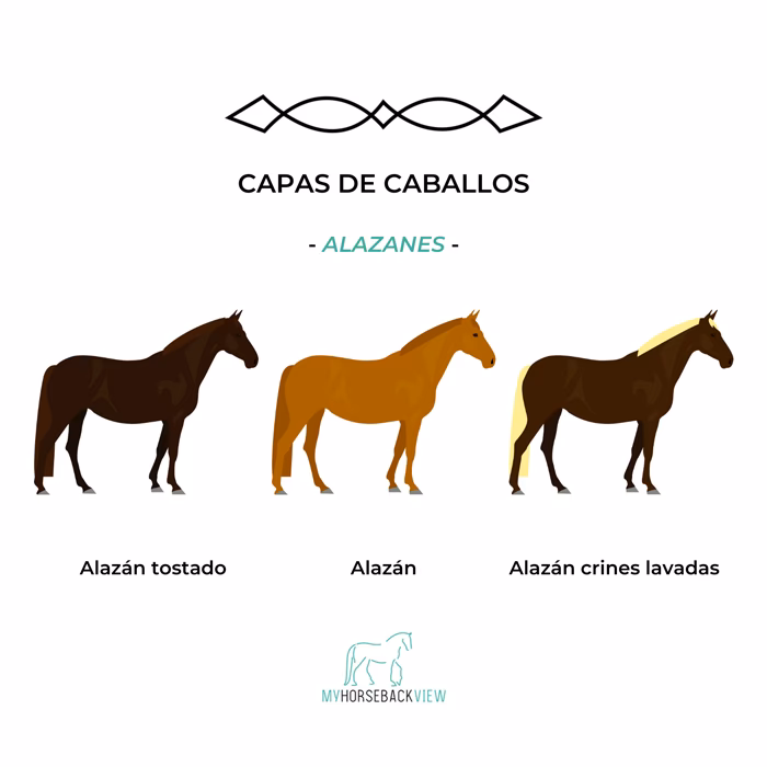 ¿Cuántos colores de caballos bayos hay?
