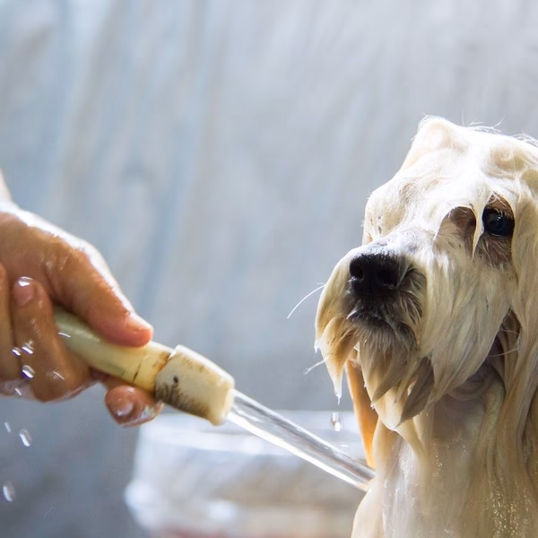 ¿Cómo quitarle lo amarillo al pelo de mi perro?