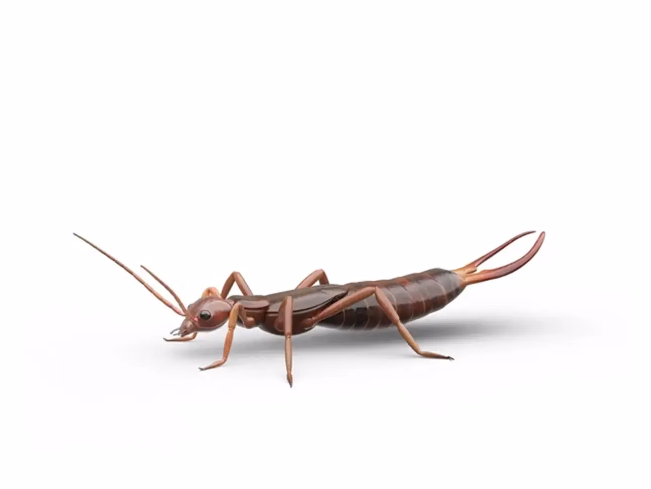 ¿Cómo curar una picadura de bicho colorado?