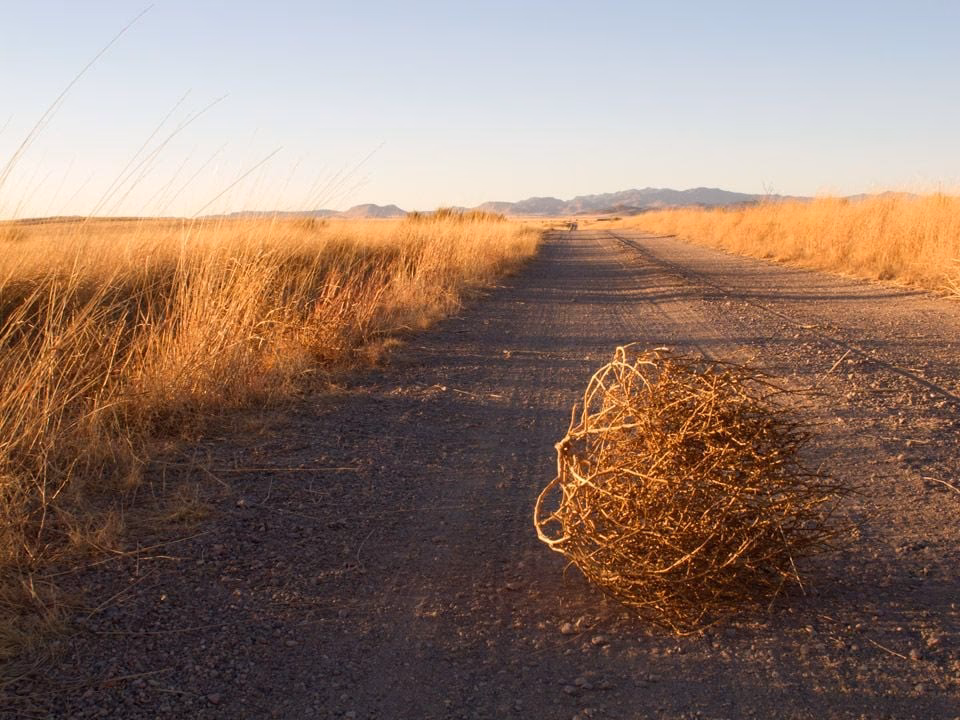 ¿Cómo se llaman las bolas que corren por el desierto?