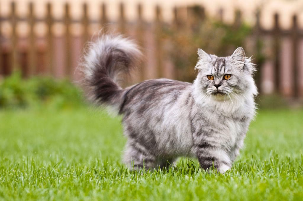 ¿Cuanto cuestan los gatos británicos de pelo largo?