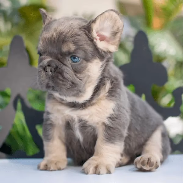 ¿Cómo son los bulldog francés fluffy?