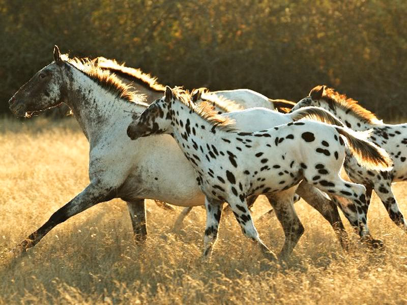 ¿Cómo se llama un caballo blanco y negro?