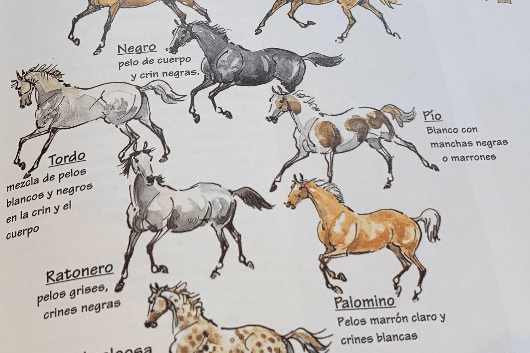 ¿Cómo se le llama al caballo de pelo blanco?