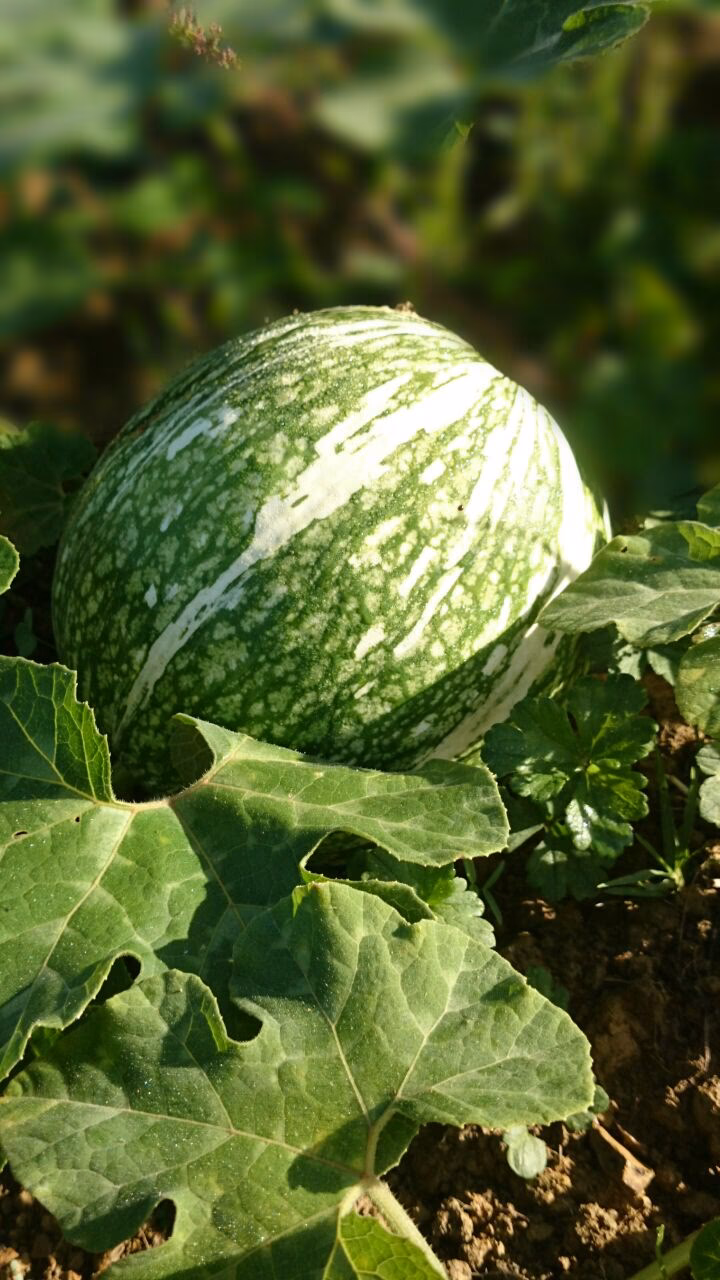 ¿Cabello de ángel planta para qué sirve?