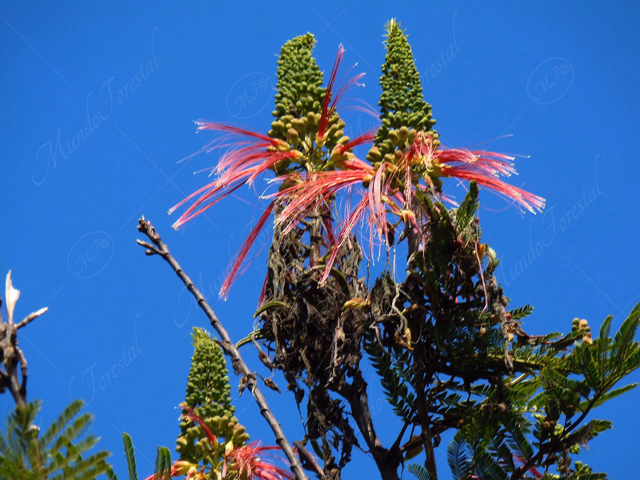 ¿Para qué se utiliza la planta medicinal cabello de ángel?