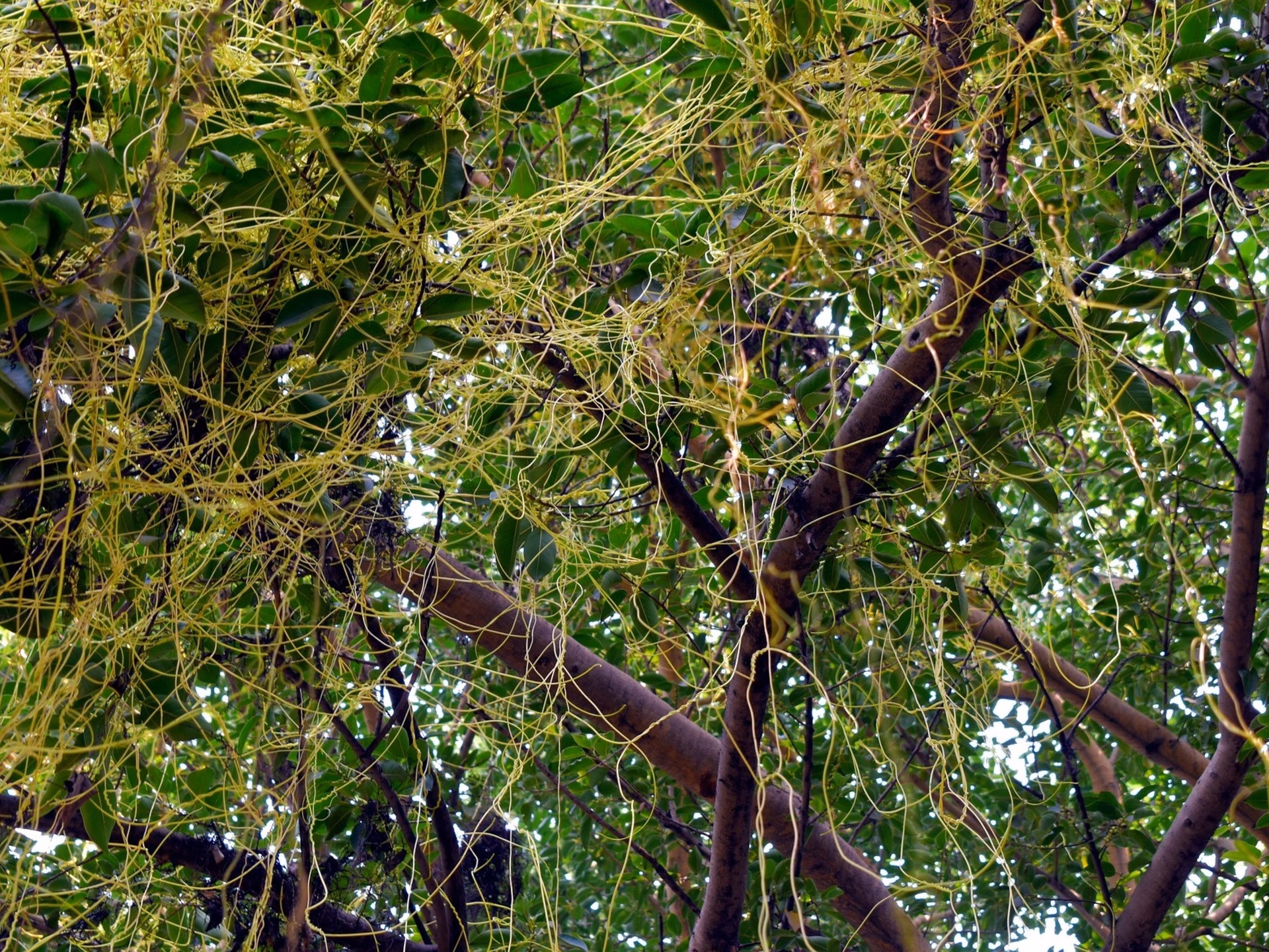 ¿Para qué sirve el cabello de ángel?