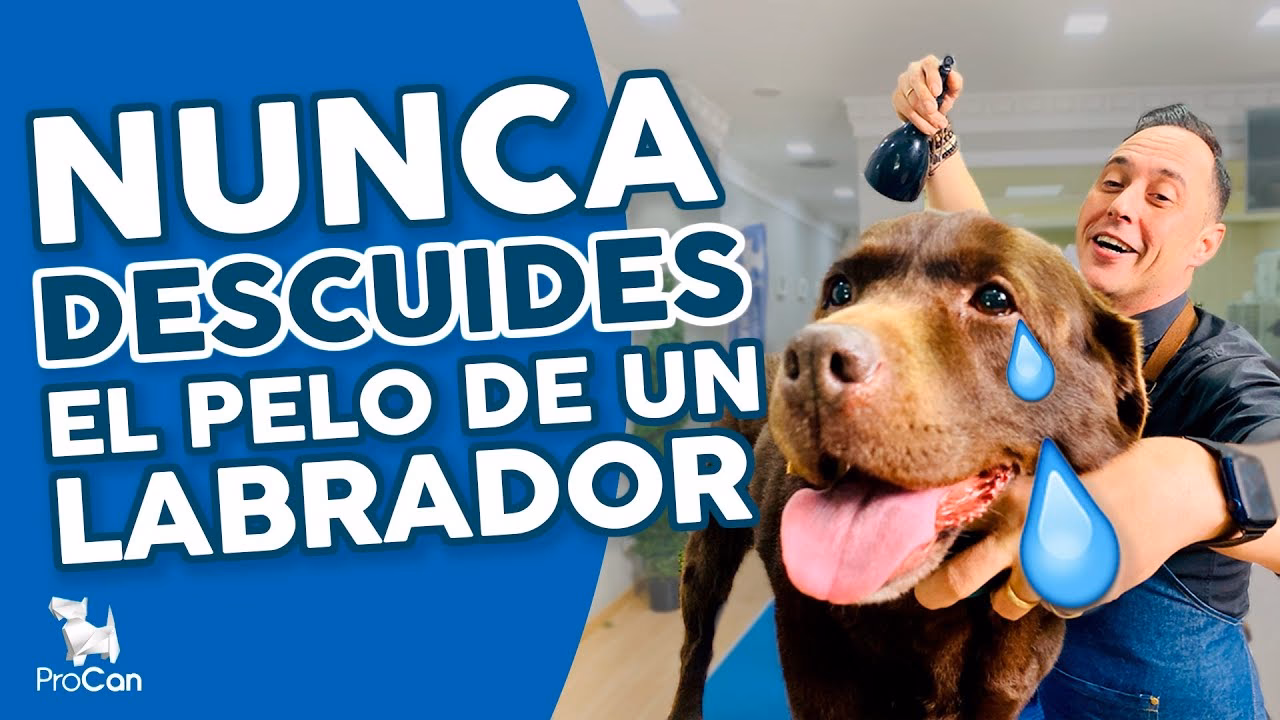 ¿Es normal que un labrador pierda mucho pelo?