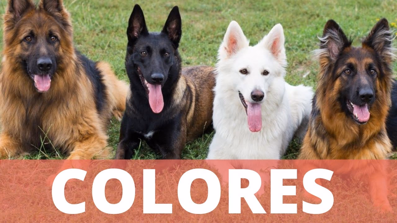 ¿A qué edad cambia de color el pelo del pastor alemán?