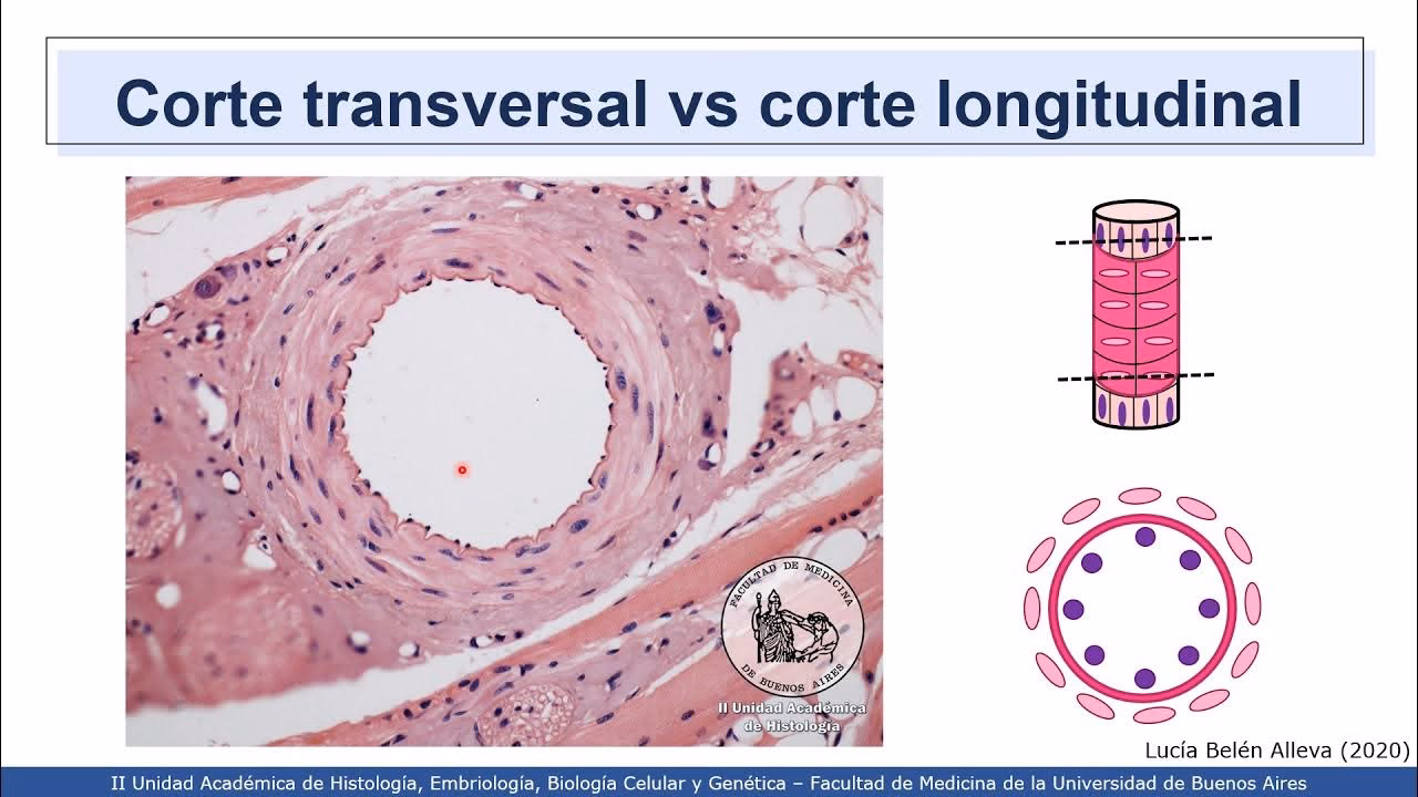 ¿Qué es un capilar en la histología?