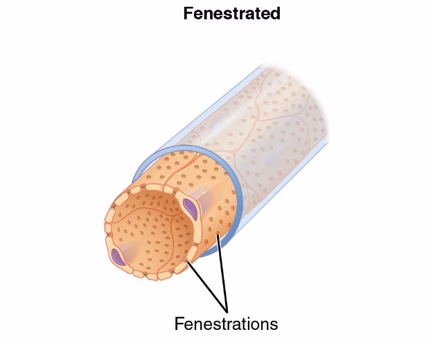 ¿Qué son las fenestras en los capilares glomerulares?