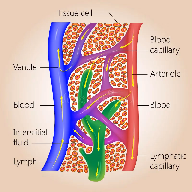¿Qué es el linfático y cuál es su función?