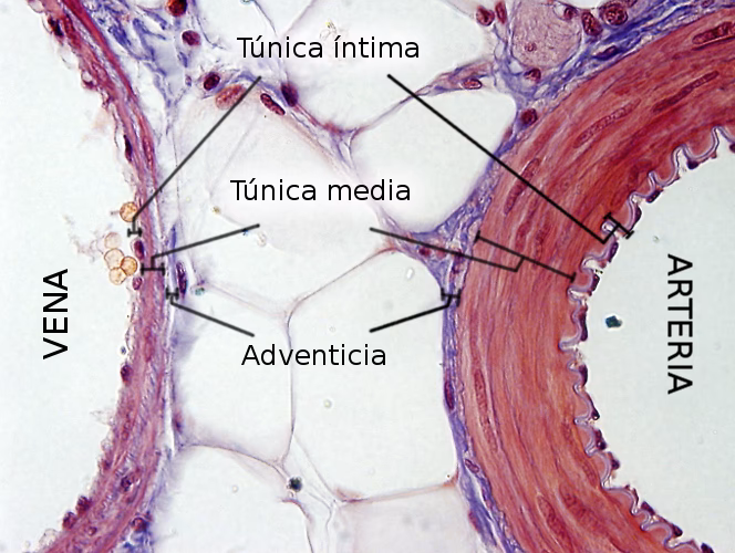 ¿Cómo diferenciar vena y arteria en histología?