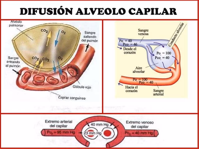 ¿Qué factores afectan la capacidad de difusión de los gases en los alvéolos?