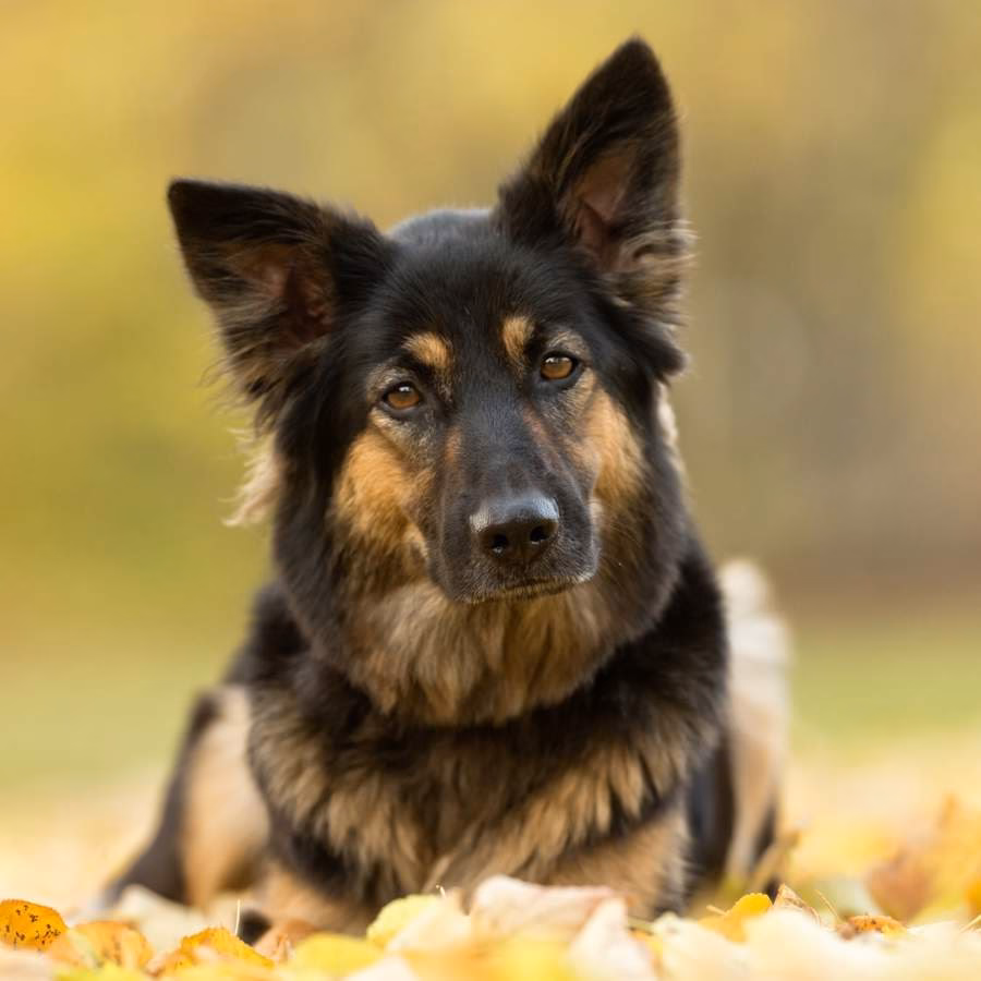 ¿Cuánto cuesta un pastor alemán de pelo largo?