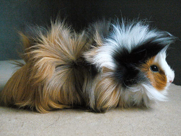 ¿Cómo desenredar el pelo de un cuyo?