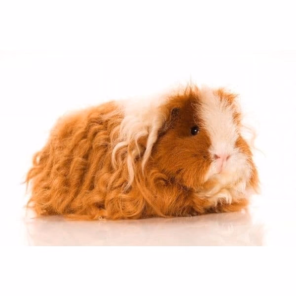 ¿Cómo se llaman los cobayos de pelo largo?