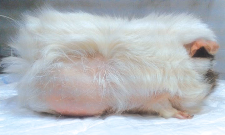 ¿Por qué mi conejillo de indias está perdiendo pelo alrededor del ojo?
