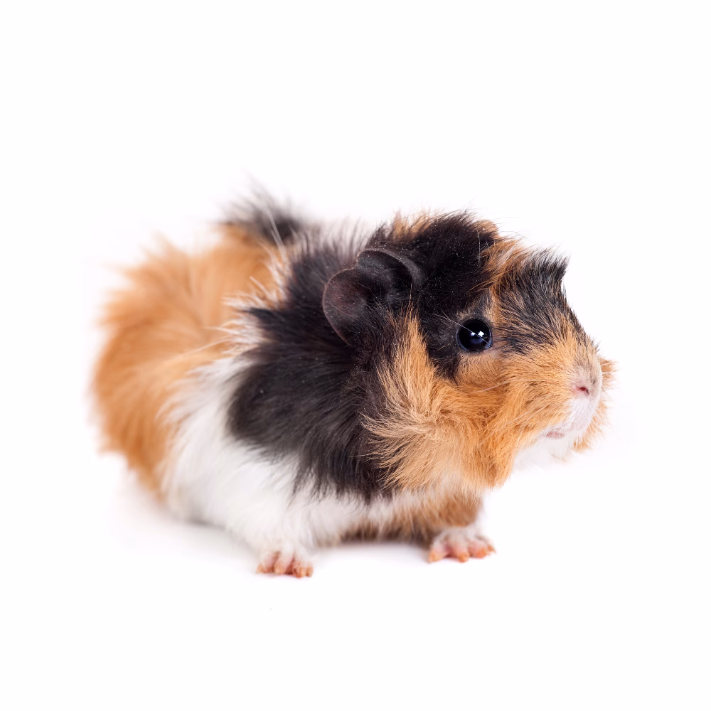 ¿Qué razas de cobayas tienen pelo largo?