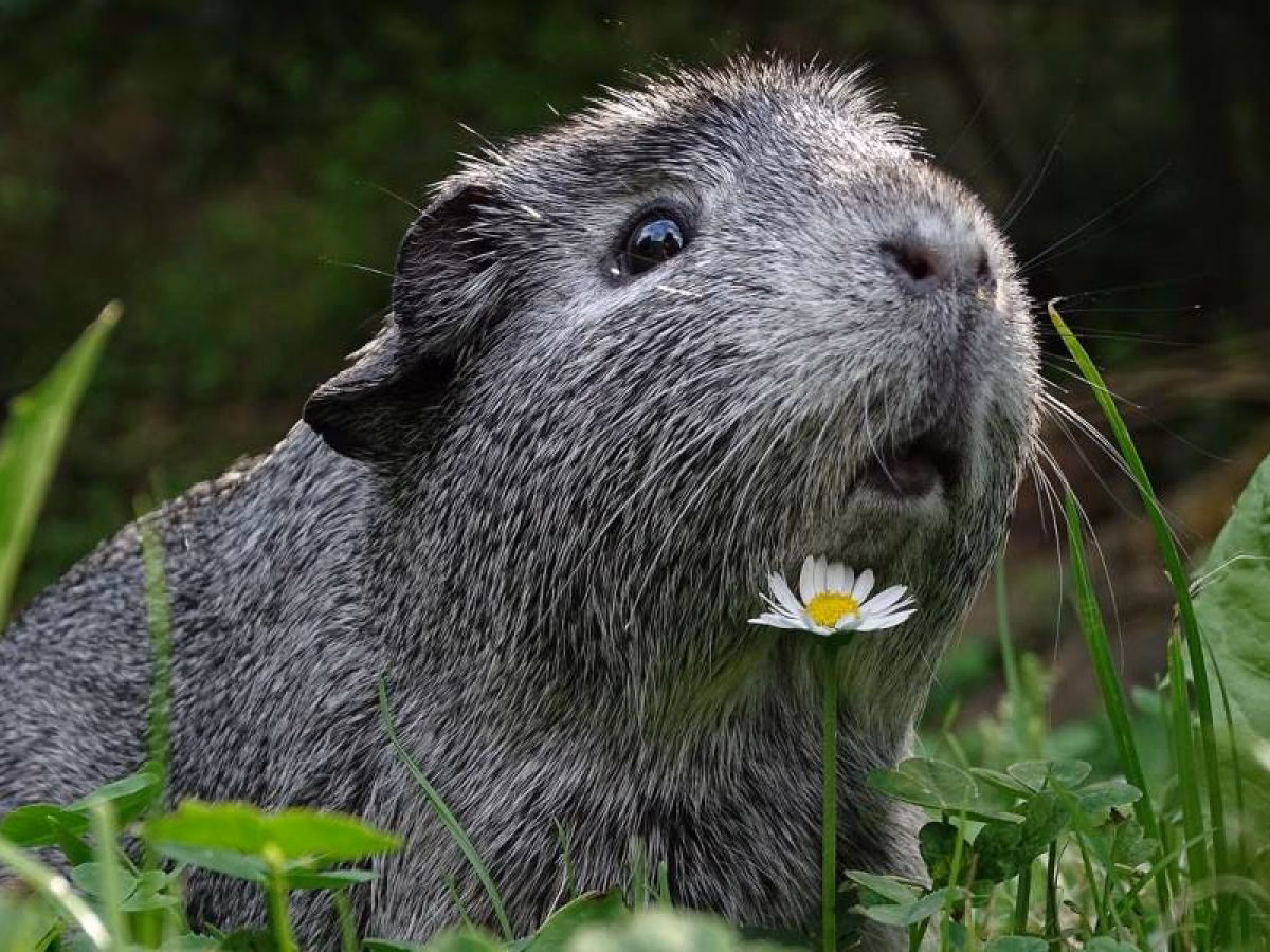 ¿Cómo saber si mi cobaya tiene piojos?