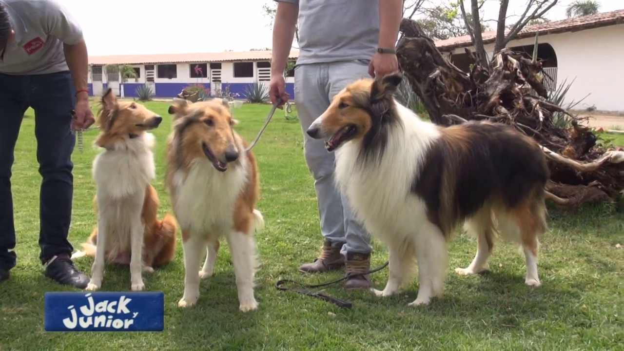 ¿Cuántos tipos de collies hay?