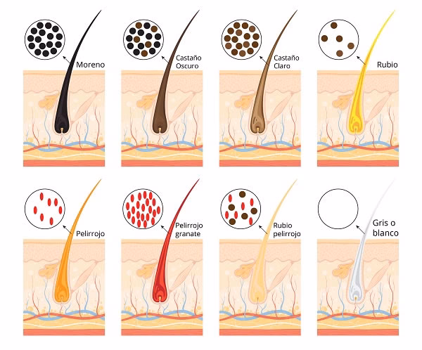 ¿Qué aumenta la melanina en el cabello?