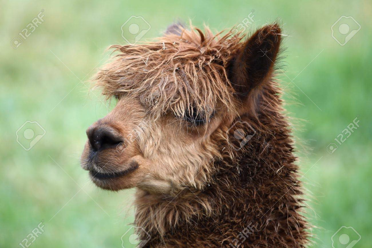 ¿Cómo se llama el pelo de una llama?