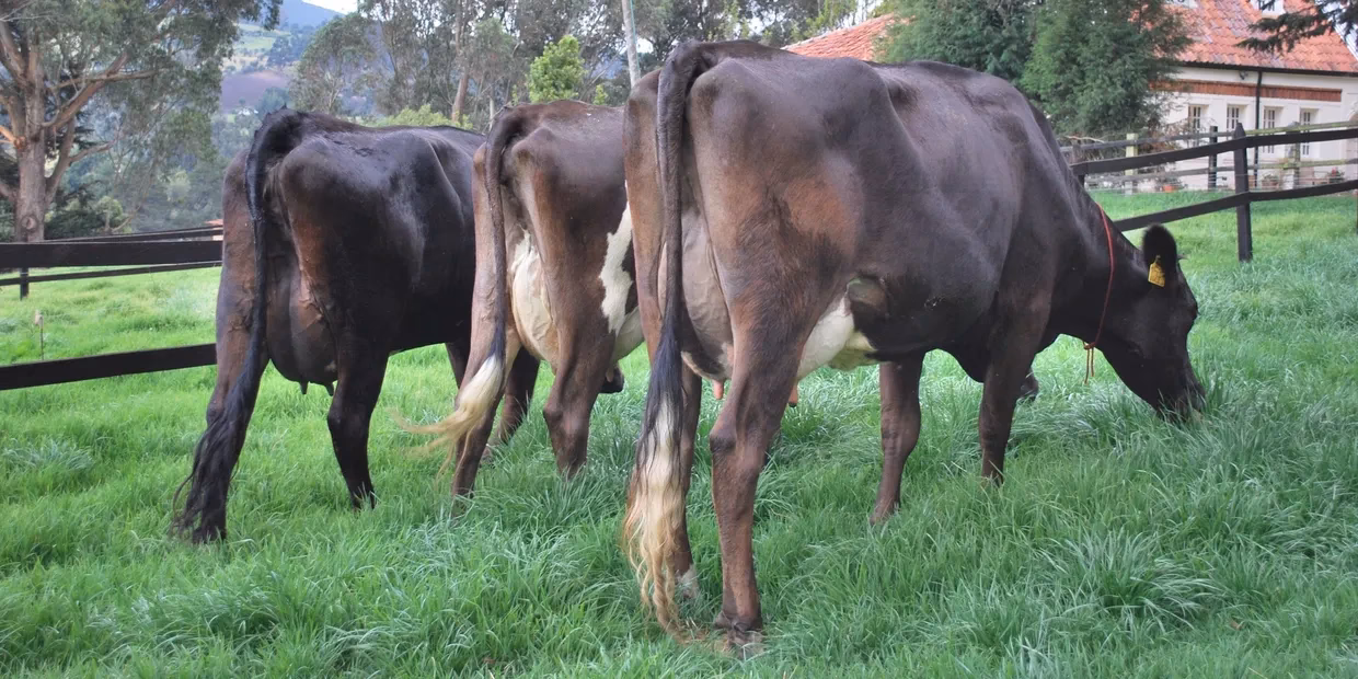 ¿Cuál es la mejor raza cebú?