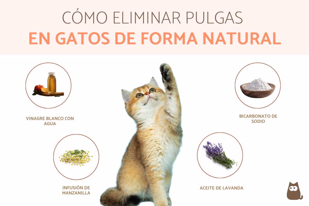 ¿Qué se le puede poner a un gato para eliminar las pulgas?