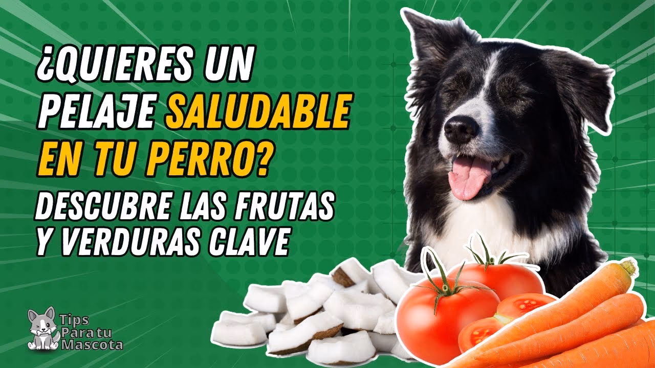 ¿Qué alimento hace que no se le caiga el pelo a los perros?