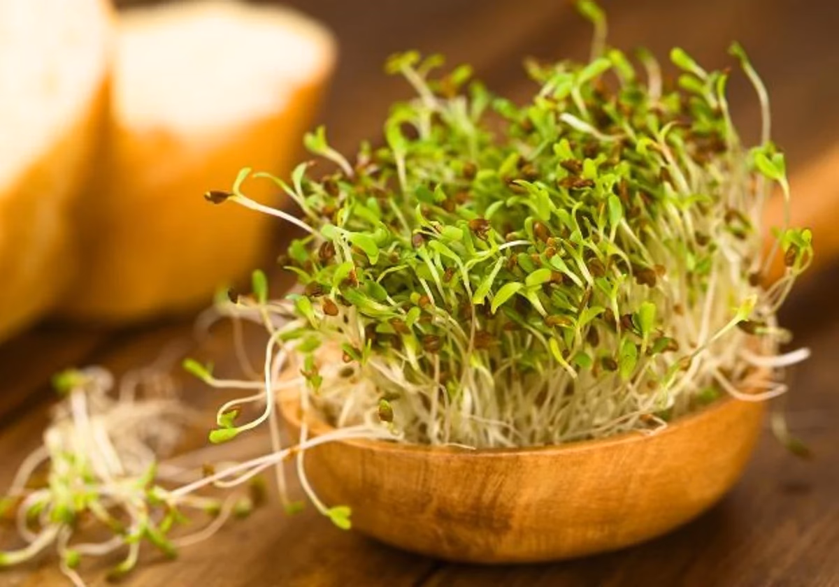 ¿Cómo se utiliza la alfalfa?