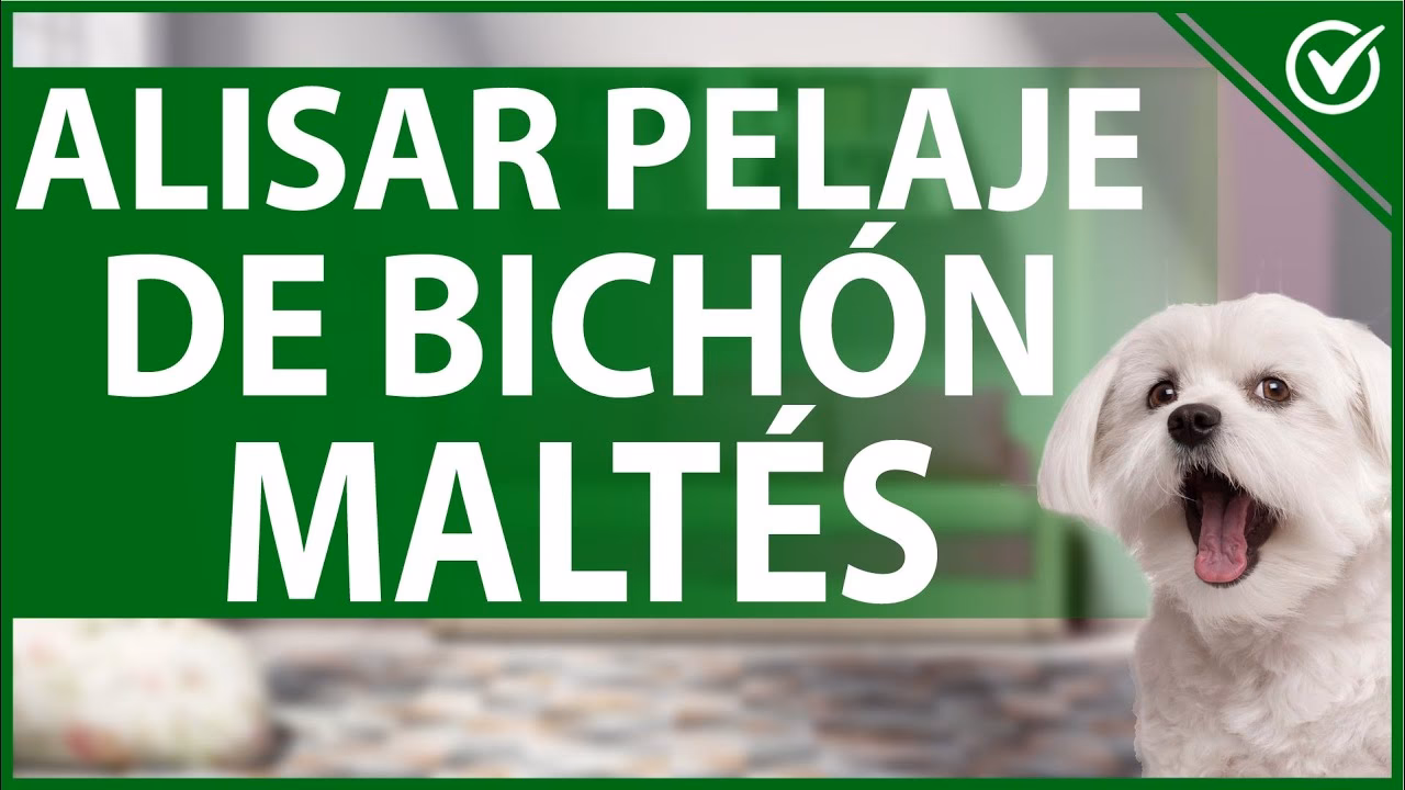 ¿Cómo planchar el pelo de un perro?