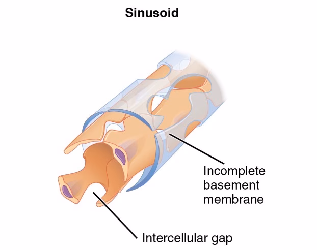 ¿Qué son los capilares sistémicos?