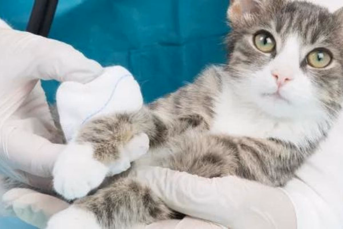 ¿Qué hace que el pelaje de un gato sea blanco?