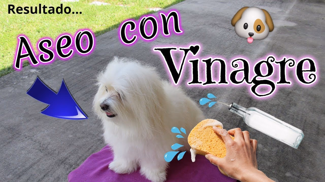 ¿Cómo mantener el pelaje de mi perro blanco?