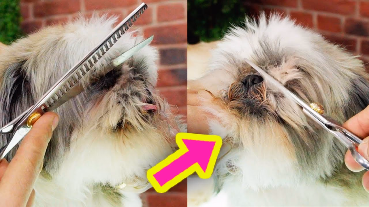 ¿Puedo cortar el pelo de la cara de mi perro?